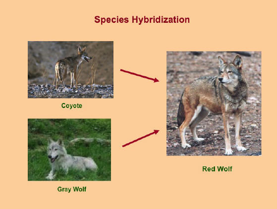 😂 Importance of hybridization in biology. Hybridization: no longer the